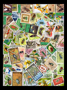 邮票印章蜜蜂国际世界外国邮资邮件动物学翅膀集邮集电极图片