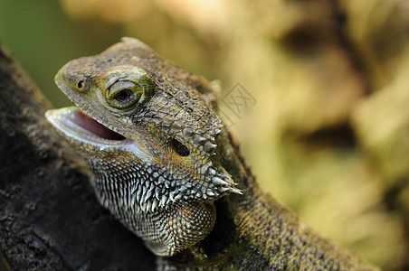 Pogona 振点爬虫尖刺宠物蜥蜴动物园鬣蜥胡子野生动物图片