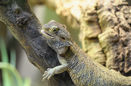 Pogona 振点鬣蜥胡子爬虫蜥蜴宠物尖刺野生动物动物园图片