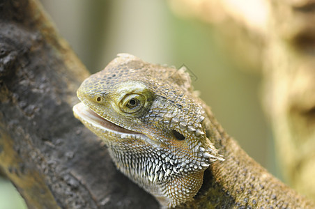 Pogona 振点动物园胡子鬣蜥爬虫宠物尖刺野生动物蜥蜴图片