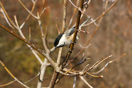 黑头黑脸的奇卡迪波西尔野生动物食物羽毛黑帽山雀荒野鸟类动物种子树木图片