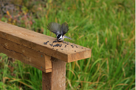 黑头黑脸的奇卡迪波西尔食物羽毛公园山雀树木黑帽动物生活荒野鸟类图片