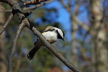 黑头黑脸的奇卡迪波西尔山雀生活翅膀野生动物荒野观鸟公园羽毛鸟类黑帽图片