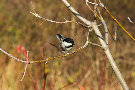 黑头黑脸的奇卡迪波西尔食物种子公园羽毛生活黑帽鸟类树木翅膀野生动物图片