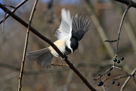 黑头黑脸的奇卡迪波西尔动物黑帽公园鸟类山雀食物种子树木荒野观鸟图片