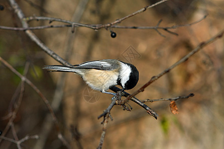 黑头黑脸的奇卡迪波西尔黑帽公园荒野树木羽毛野生动物种子食物鸟类山雀图片