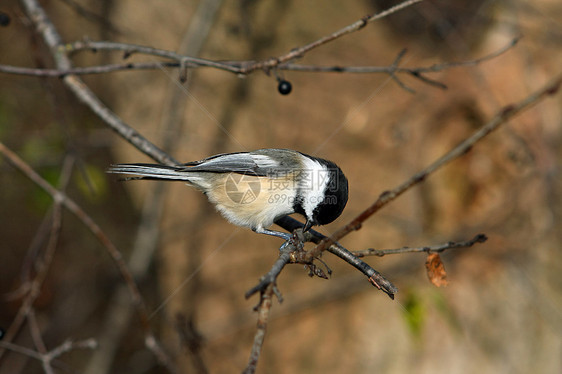 黑头黑脸的奇卡迪波西尔黑帽公园荒野树木羽毛野生动物种子食物鸟类山雀图片