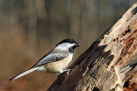 黑头黑脸的奇卡迪波西尔野生动物黑帽食物动物树木生活山雀鸟类种子公园图片