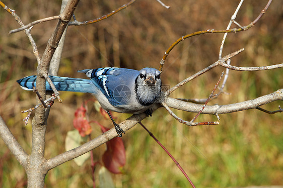 蓝杰林地蓝色波峰树木野生动物鸟类天空鸡冠花森林栖息图片