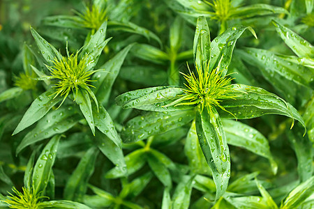 绿色青年植物组图片