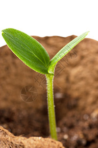 发源体生长艺术森林活力培育环境草本植物植物生育力树叶图片