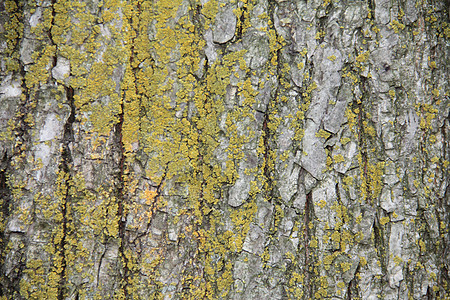 树皮植物松树树干森林日志背景图片