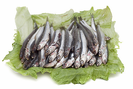生菜叶上的凤尾鱼烹饪白色市场食物野生动物杂货店动物投标盘子营养图片