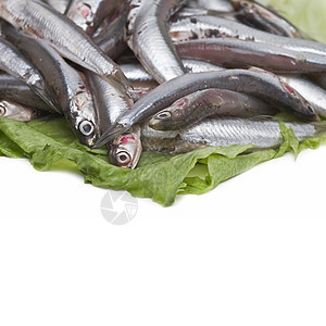 生菜叶上的凤尾鱼海洋食物杂货店营养蓝色野生动物钓鱼市场烹饪投标图片