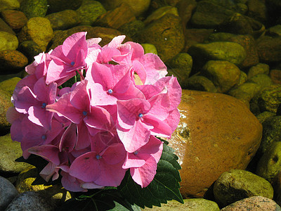 花花湖背景图片