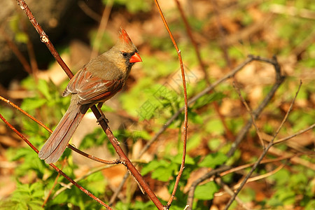 女红衣主教观鸟红色歌曲翅膀荒野动物种子动物群天空观鸟者图片