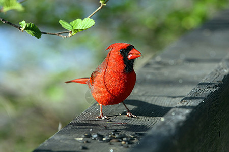红衣主教雄性观鸟者雏鸟观鸟男性羽毛红色翅膀天空动物种子图片