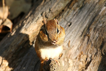 东塔米亚斯角眼睛公园哺乳动物尾巴松鼠条纹食物冒充动物群地面图片