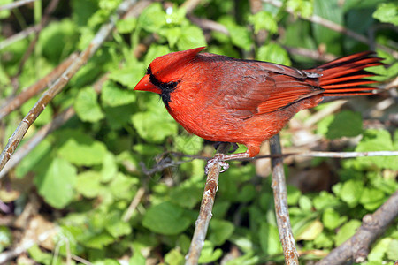 红衣主教雄性歌曲野生动物观鸟雏鸟红色动物群女性鸟类荒野翅膀图片