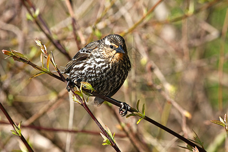 红翼黑鸟阿亚莱乌斯橙子女性荒野森林公园黑鸟鸟类观鸟沼泽栖息图片