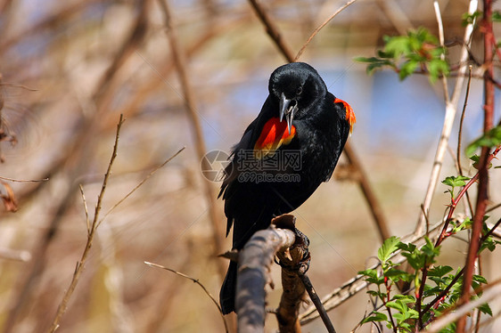 红翼黑鸟阿亚莱乌斯翅膀栖息鸟类橙子紫斑女性荒野观鸟尾巴动物图片