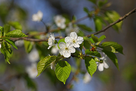 白樱桃树花朵图片