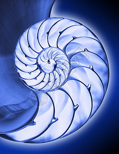 Nautilus 贝壳海洋动物化石螺旋背景图片