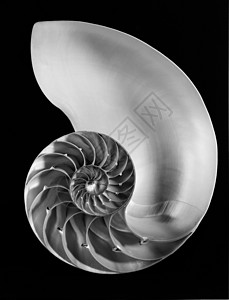 Nautilus 贝壳化石黑与白海洋螺旋图片