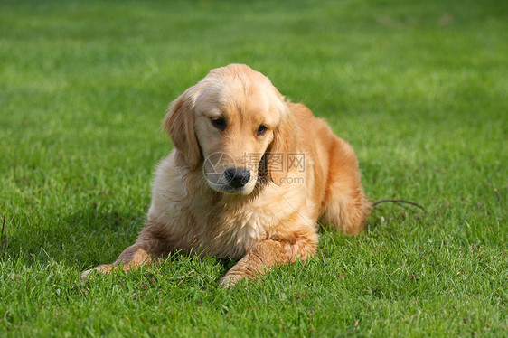 黄金寻金狗小狗宠物朋友毛皮哺乳动物猎犬棕色头发褐色犬类图片