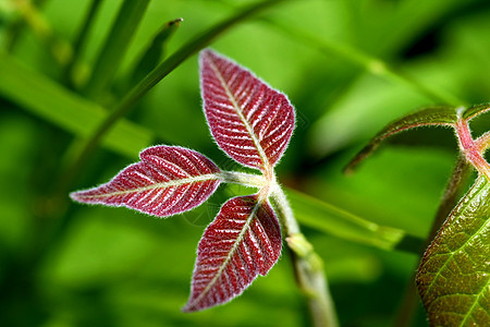 新请假季节性生活季节叶子植物红色植物学树叶环境生长图片