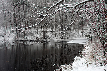 冬天的池塘野生动物树木太阳公园场景蓝色荒野冻结天气森林图片