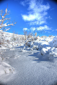 蓝色天空的冬季雪森林寒冷木头场景季节山腰云杉晴天冻结爬坡图片