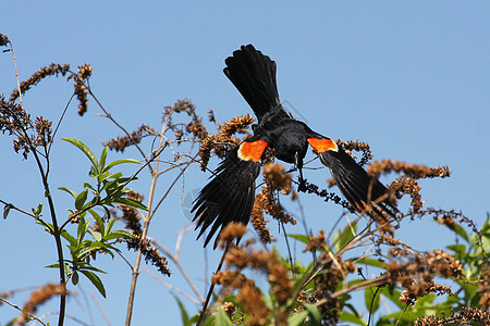 红翼黑鸟栖息热带眼睛森林紫斑羽毛鸟类尾巴橙子紫色图片