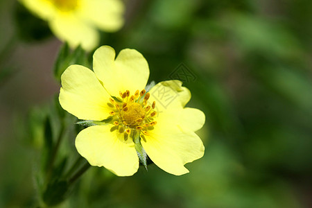 粗果鲜菜花图片