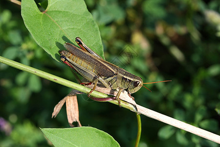 红腿腹部刺槐害虫漏洞动物群蟋蟀动物生物翅膀昆虫图片