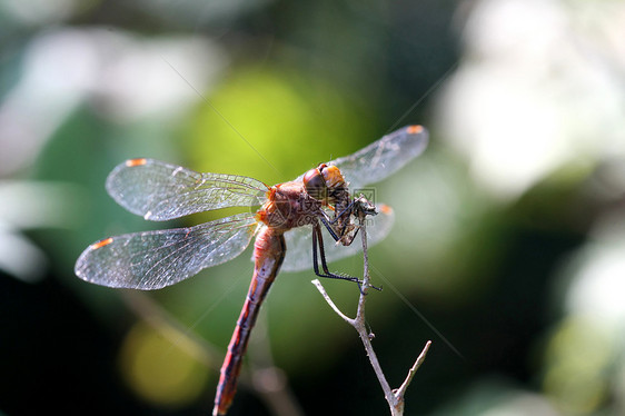 鲁比梅多霍鹰蓝色眼睛动物群动物植物宏观池塘公园蜻蜓翅膀图片