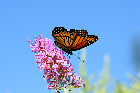 蝴蝶利梅尼蒂斯大主教动物植物宏观橙子照片天线飞行昆虫鳞翅目自由图片