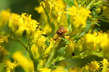 Abush 虫虫Bug Bug菌科半翅目野花黄色昆虫植物群漏洞绿色异翅目黄花图片