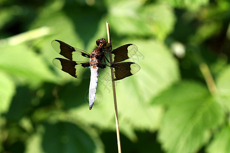常见的白尾苍蝇宏观生物植物花园动物昆虫蜻蜓航班漏洞池塘图片