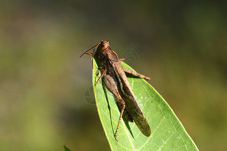 蚂蚱翅膀昆虫小动物叶子生活生物害虫刺槐漏洞场地图片