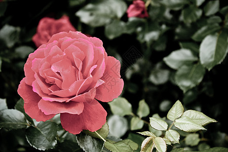 玫瑰叶子衬套植物红色公园花园绿色活力图片