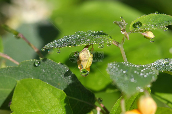 触摸我而不是橙色宝石沟渠潮湿皮疹小溪叶子药花生长花园树叶宏观图片