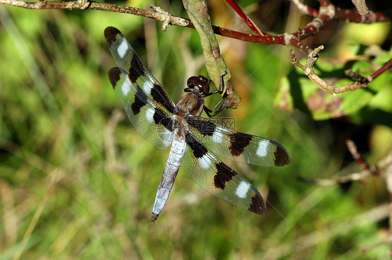 十二只有斑点的白苍蝇花园昆虫航班翅膀野生动物宏观蓝色叶子公园生物图片