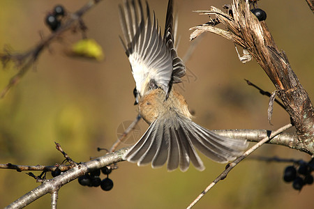 黑头黑脸的奇卡迪波西尔生活树木黑帽公园翅膀观鸟羽毛动物荒野食物图片