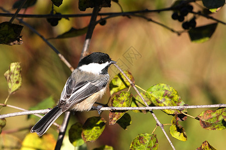 黑头黑脸的奇卡迪波西尔黑帽种子观鸟鸟类羽毛动物翅膀野生动物荒野树木图片