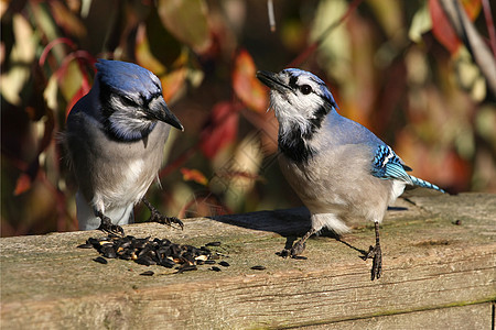 蓝杰林地森林鸟类蓝色波峰羽毛动物树木眼睛观鸟图片