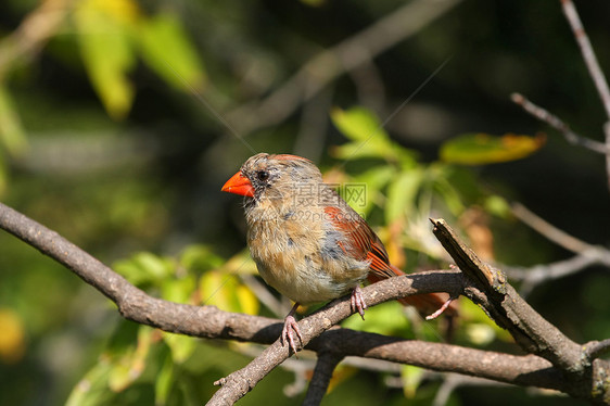 女红衣主教观鸟者歌曲羽毛红色翅膀雏鸟鸟类荒野种子野生动物图片