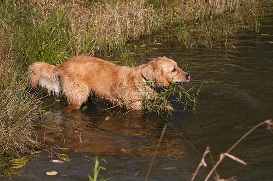 黄金寻金狗动物乐趣朋友小狗犬类猎犬毛皮褐色宠物金发图片