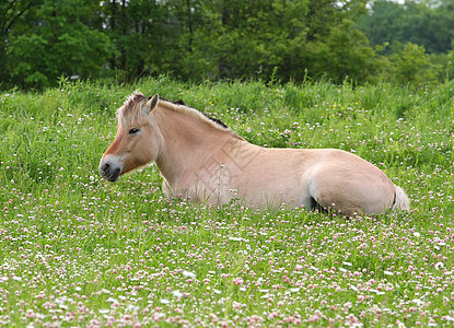 挪威浮轮马牧场家畜场地鹿皮蹄子骑术牛仔鬃毛小马后代图片