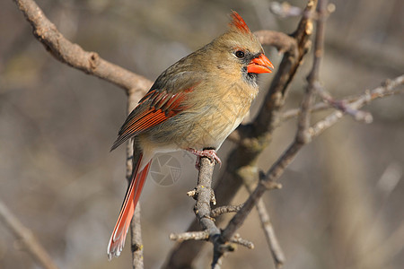 雌性主教红衣动物观鸟野生动物红色天空观鸟者歌曲种子图片